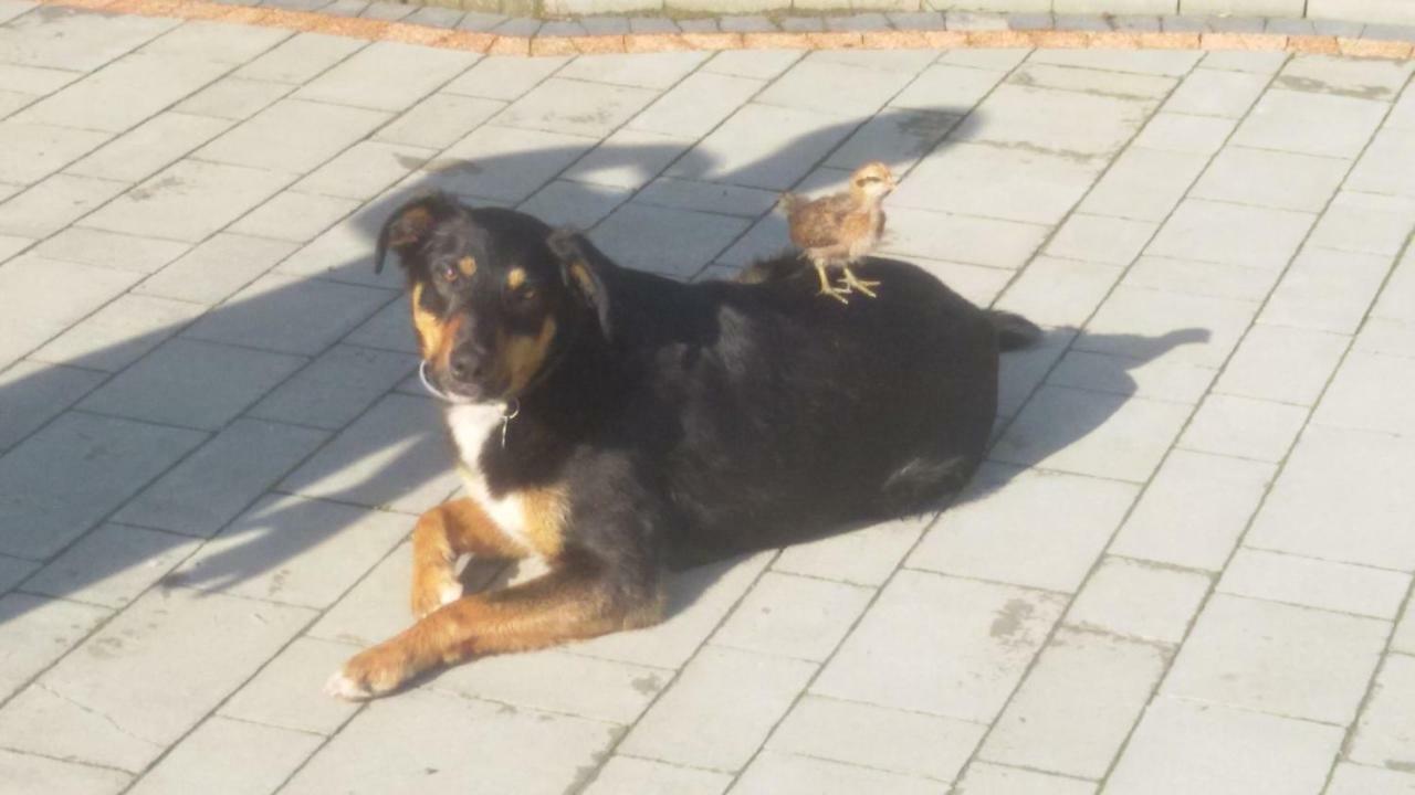 Apartamenty Grosik Krynica Zdroj Dış mekan fotoğraf